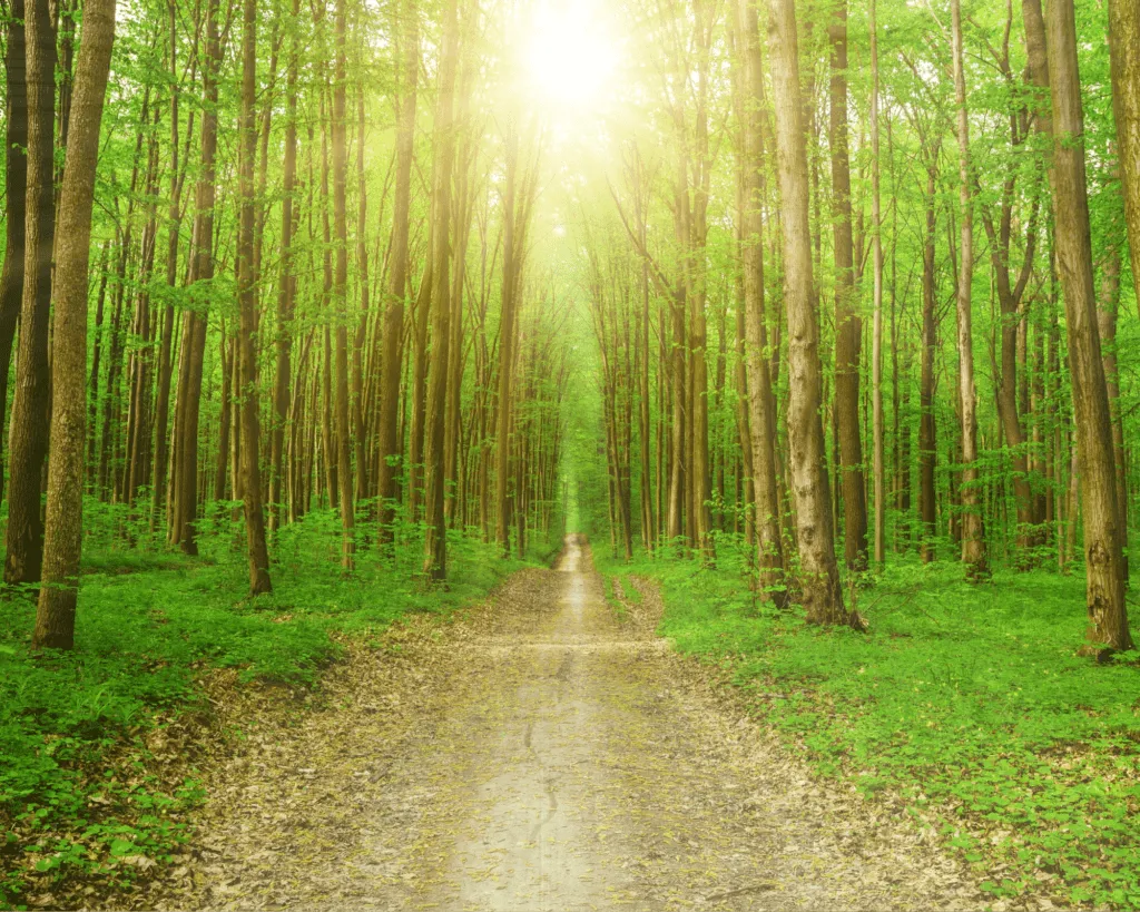 Chemin de terre rectiligne bordé d'arbres matures dans une forêt lumineuse.