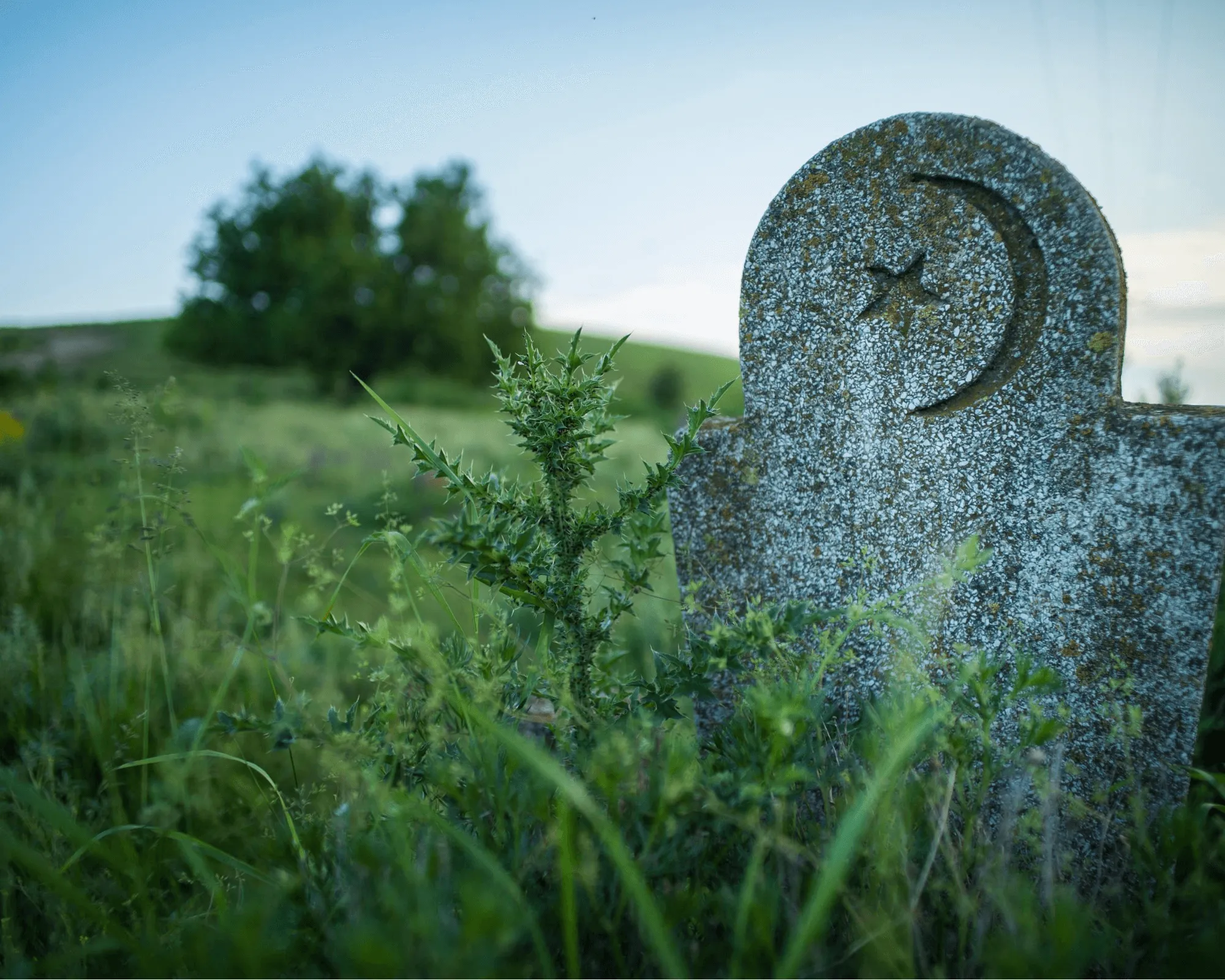 Stèle funéraire ancienne portant le croissant et l'étoile dans un cimetière paysager
