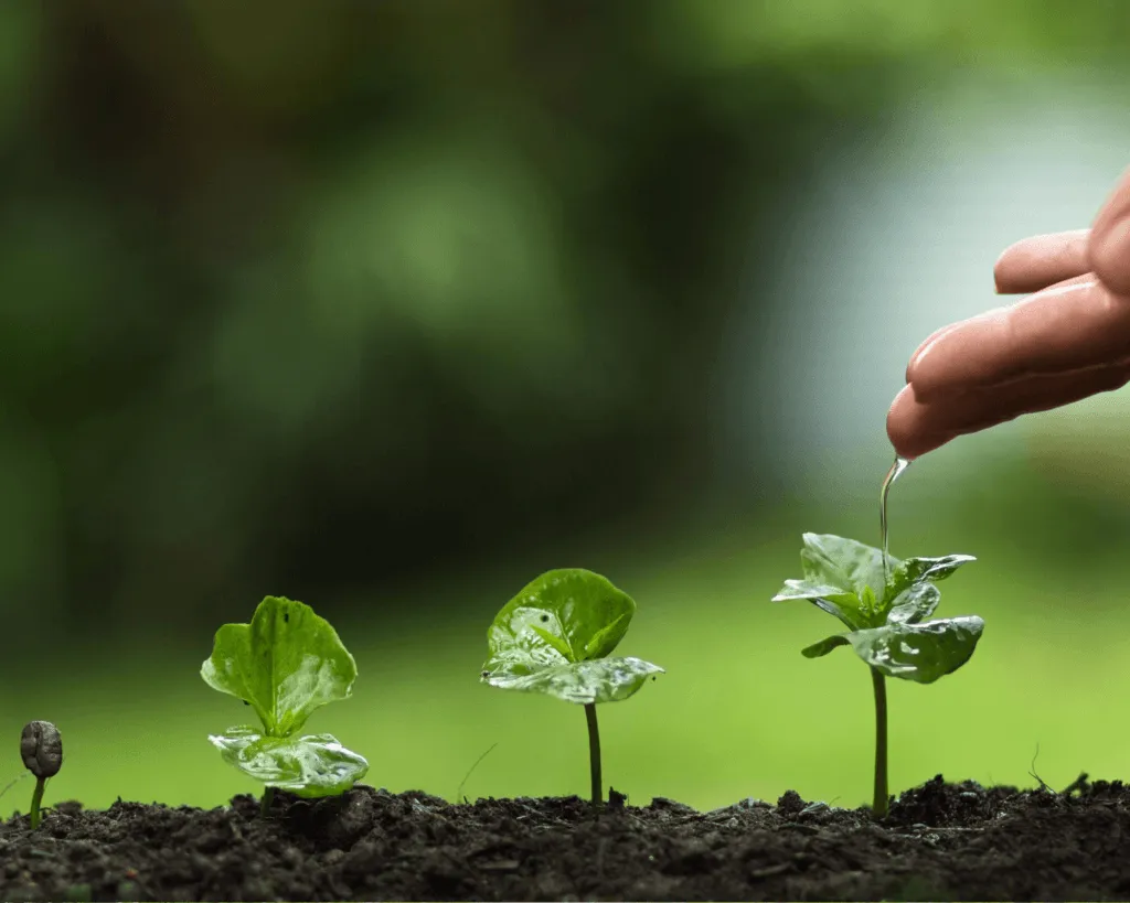 Main arrosant une jeune pousse d'arbre en croissance
