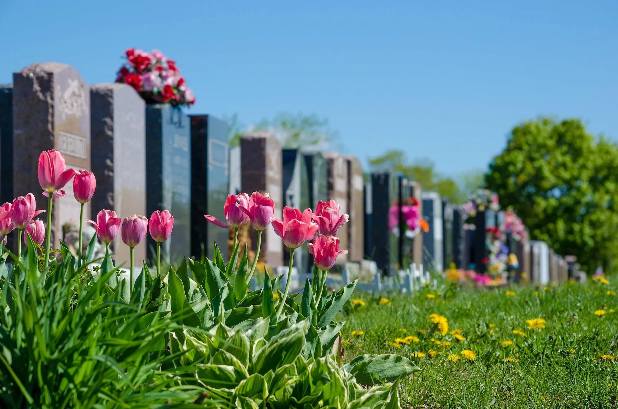 Allée d'un cimetière paysager bordée de tulipes roses au premier plan
